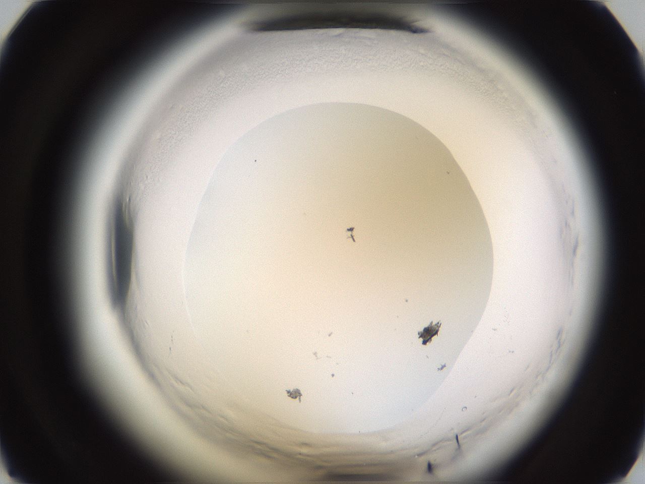 folderID596_plateID2596_batchID13191_wellNum15_profileID1_d1_r206836_ef.jpg