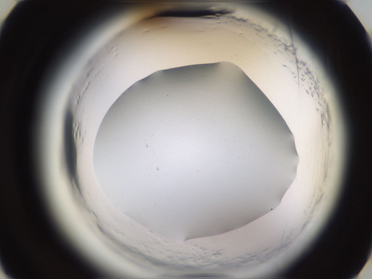 folderID596_plateID2596_batchID13191_wellNum15_profileID1_d3_r206838_ef.jpg