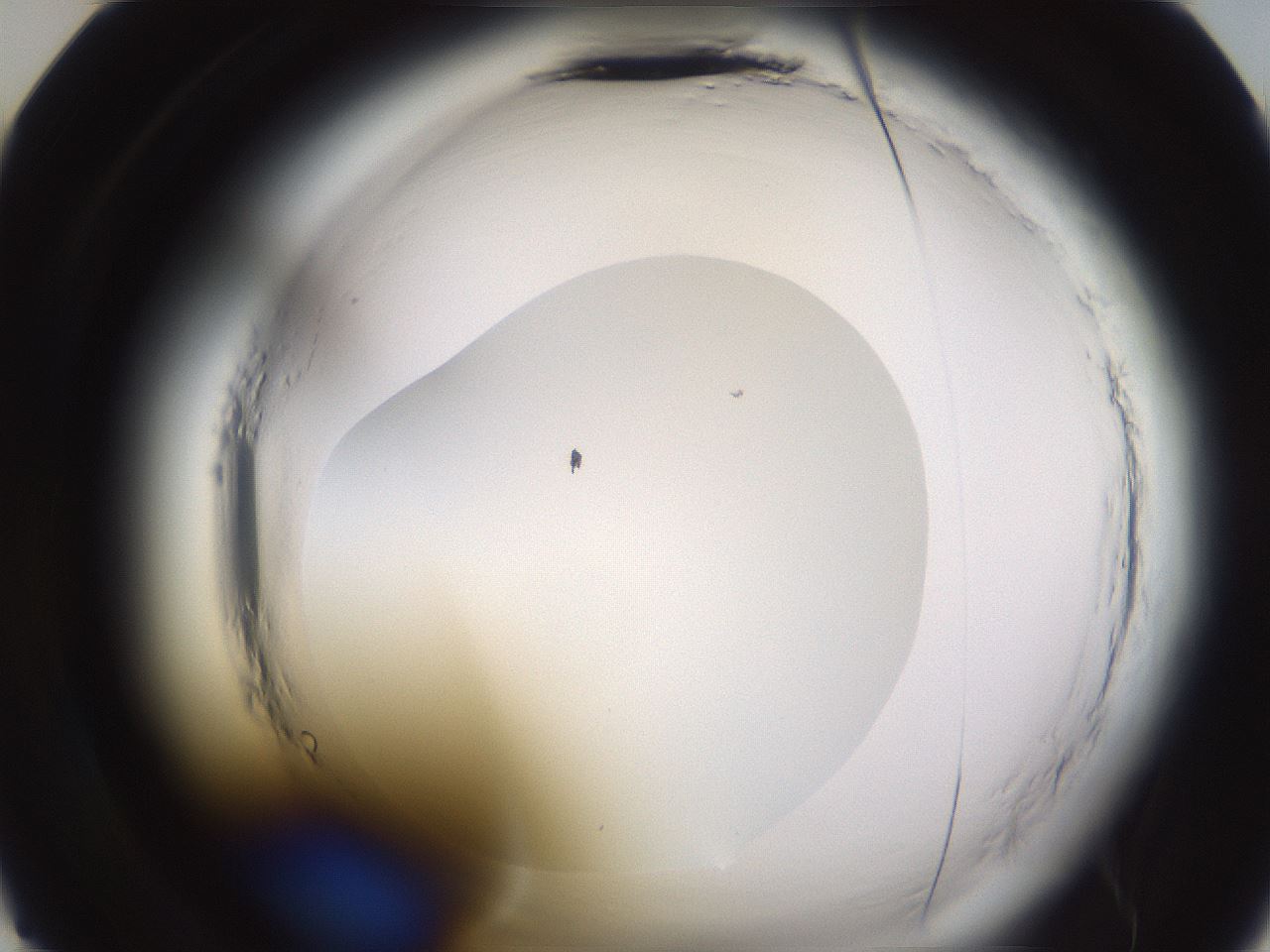 folderID596_plateID2596_batchID13191_wellNum22_profileID1_d2_r206858_ef.jpg