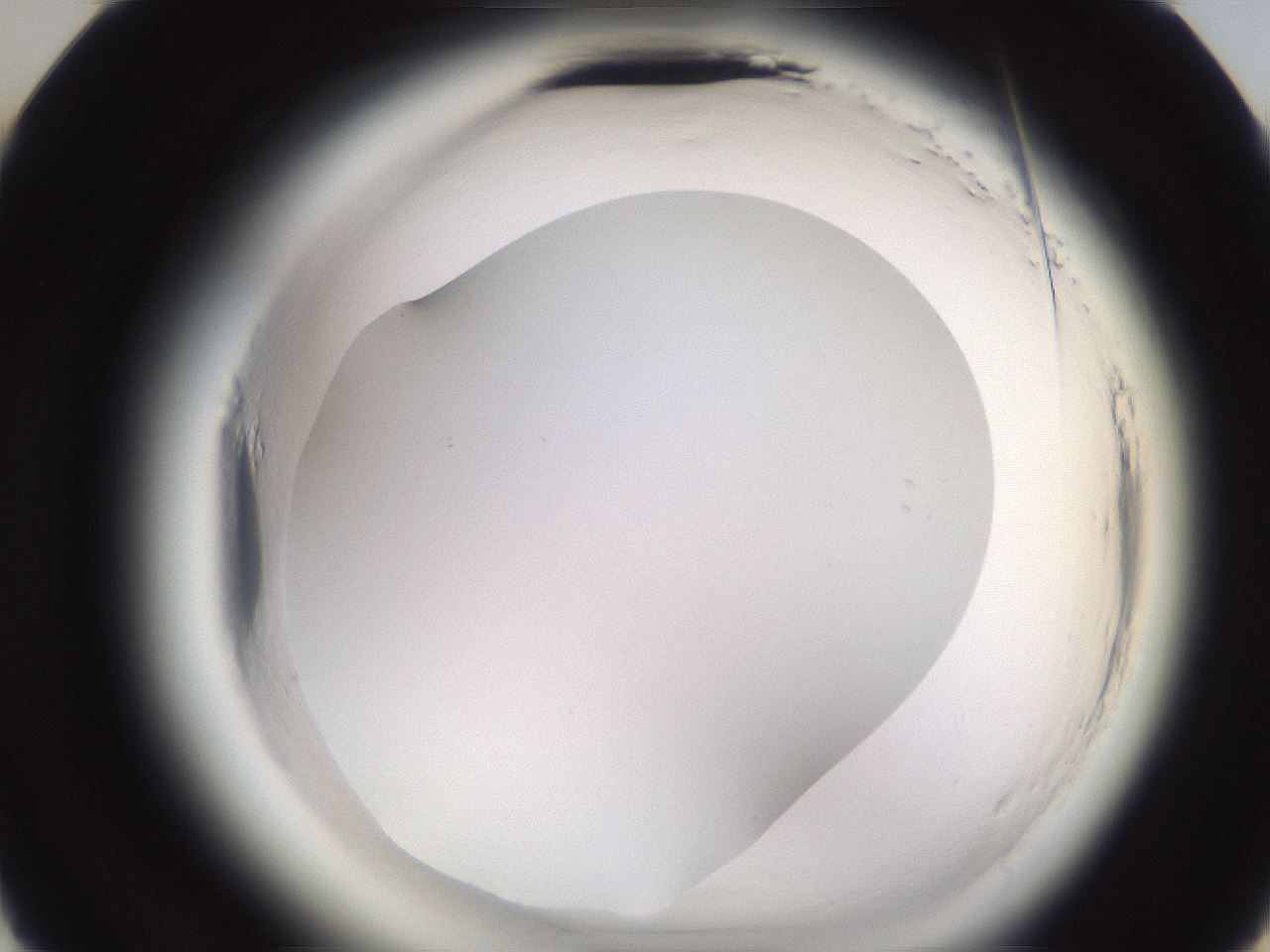 folderID596_plateID2596_batchID13191_wellNum22_profileID1_d3_r206859_ef.jpg