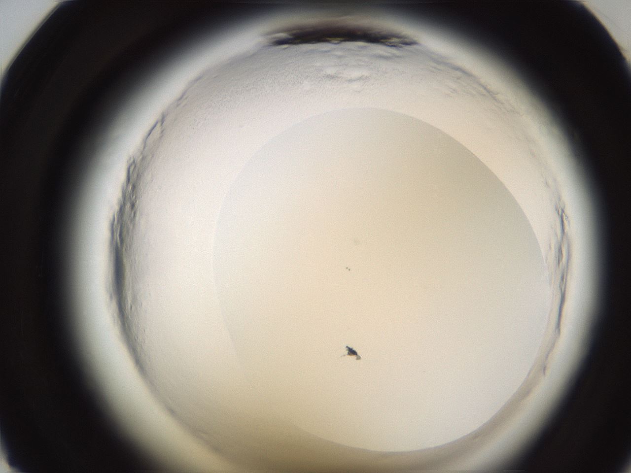 folderID596_plateID2596_batchID13191_wellNum23_profileID1_d1_r206860_ef.jpg