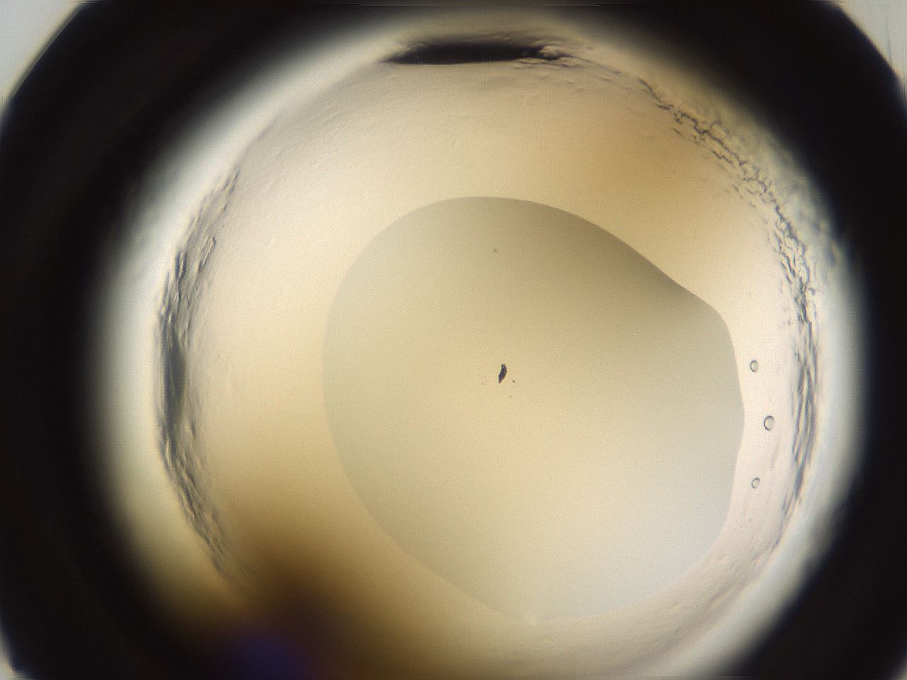 folderID596_plateID2596_batchID13191_wellNum23_profileID1_d2_r206861_ef.jpg