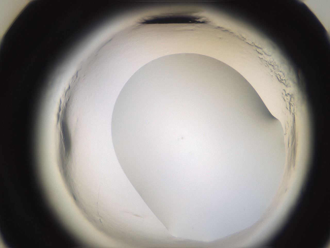 folderID596_plateID2596_batchID13191_wellNum23_profileID1_d3_r206862_ef.jpg