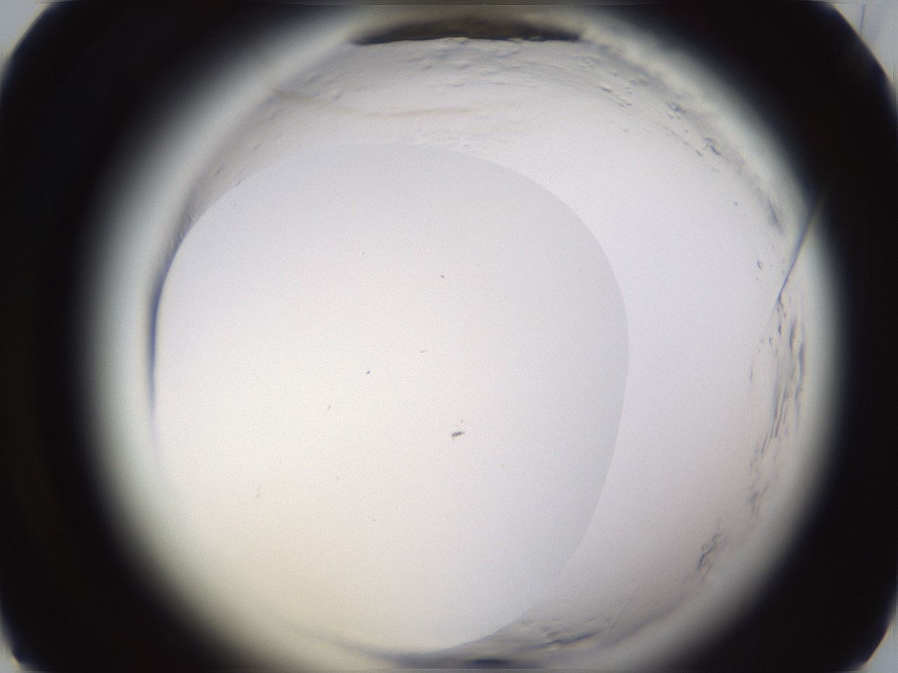 folderID596_plateID2596_batchID13191_wellNum25_profileID1_d1_r206866_ef.jpg