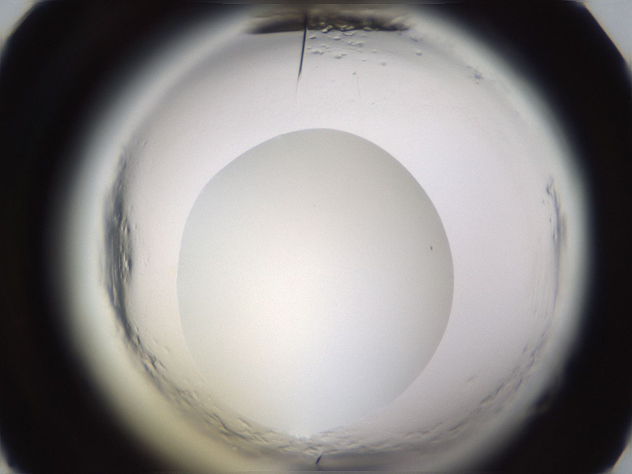 folderID596_plateID2596_batchID13191_wellNum28_profileID1_d1_r206875_ef.jpg