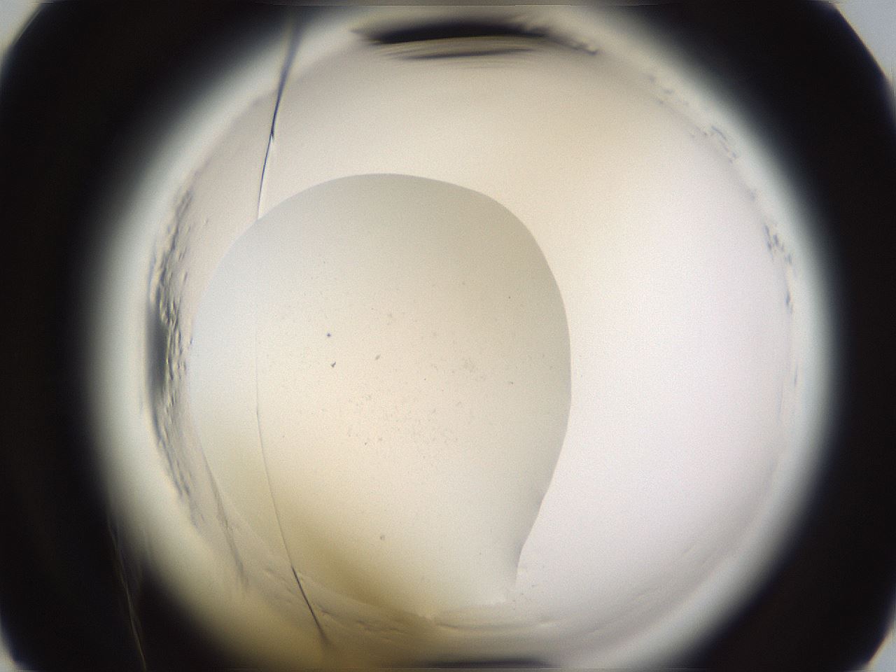 folderID596_plateID2596_batchID13191_wellNum30_profileID1_d2_r206882_ef.jpg