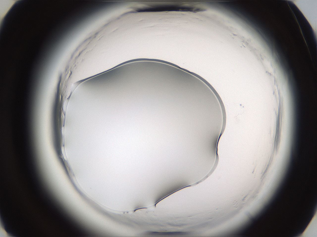 folderID596_plateID2596_batchID13191_wellNum37_profileID1_d3_r206904_ef.jpg