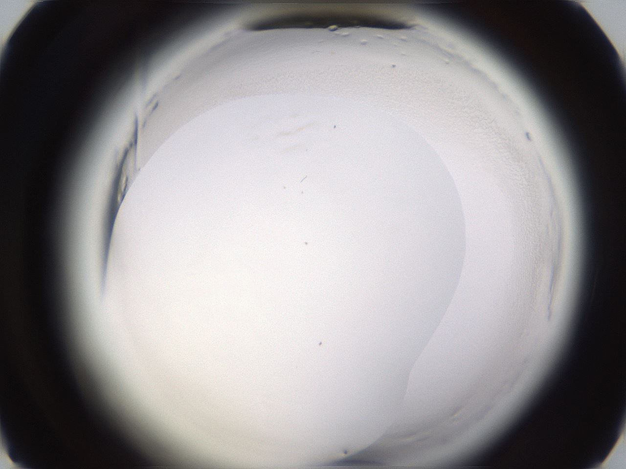 folderID596_plateID2596_batchID13191_wellNum38_profileID1_d1_r206905_ef.jpg