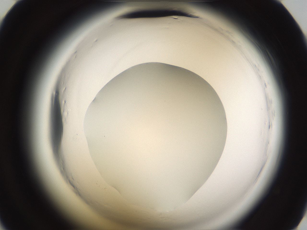 folderID596_plateID2596_batchID13191_wellNum44_profileID1_d2_r206924_ef.jpg