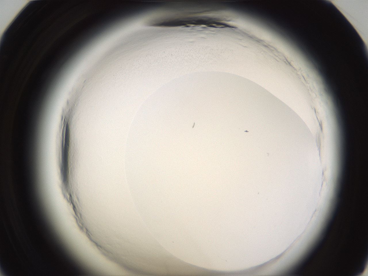 folderID596_plateID2596_batchID13191_wellNum47_profileID1_d1_r206932_ef.jpg