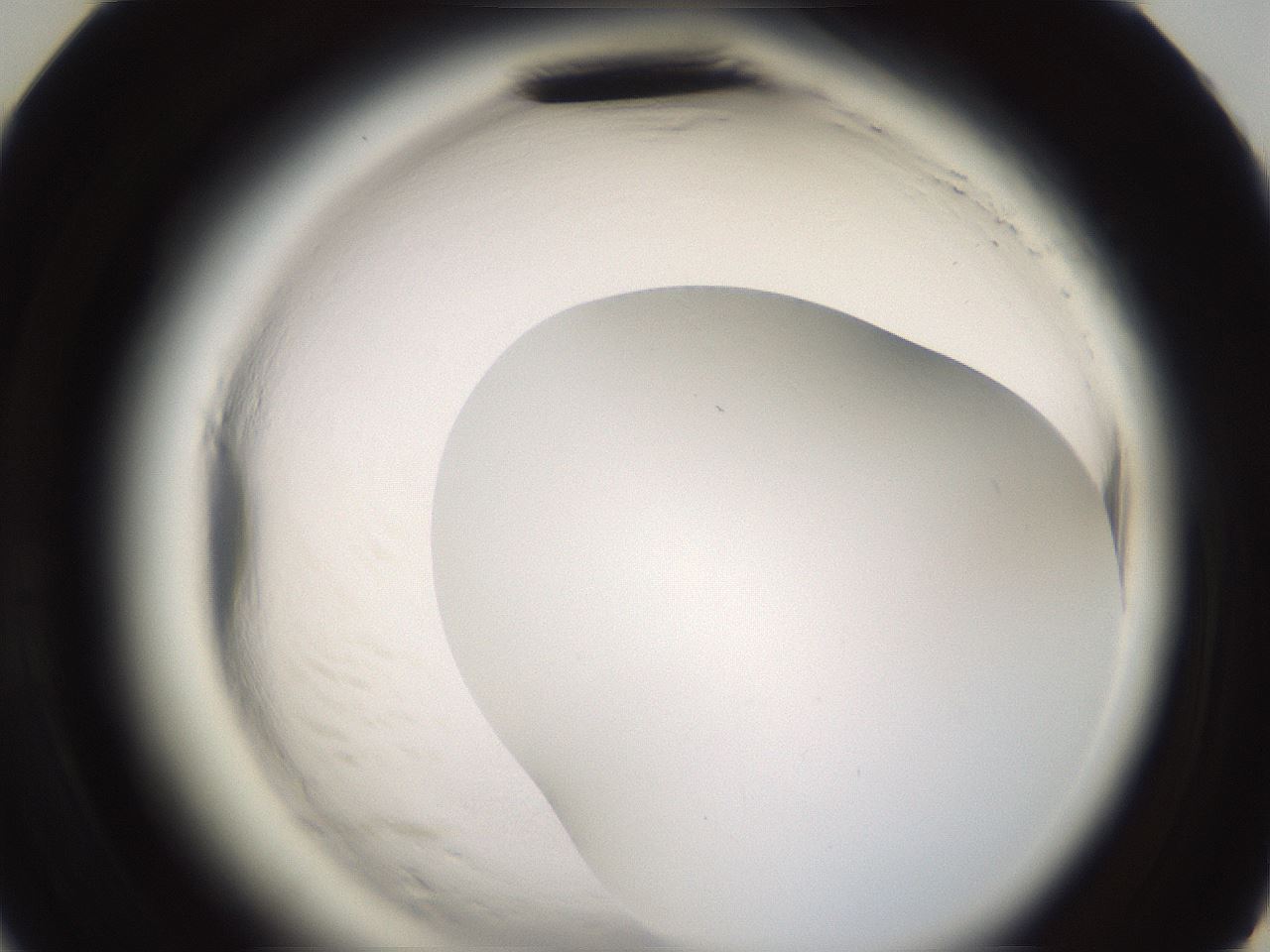 folderID596_plateID2596_batchID13191_wellNum47_profileID1_d3_r206934_ef.jpg