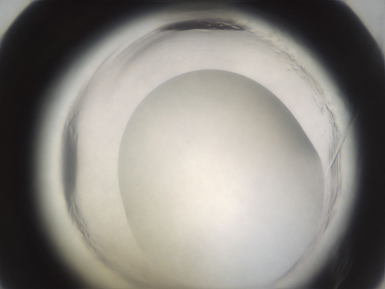 folderID596_plateID2596_batchID13191_wellNum48_profileID1_d1_r206935_ef.jpg