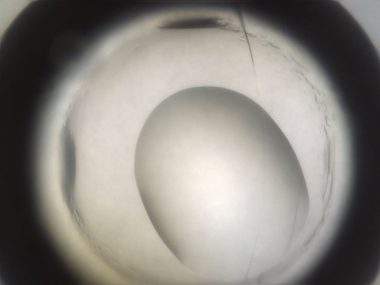 folderID596_plateID2596_batchID13191_wellNum48_profileID1_d2_r206936_ef.jpg