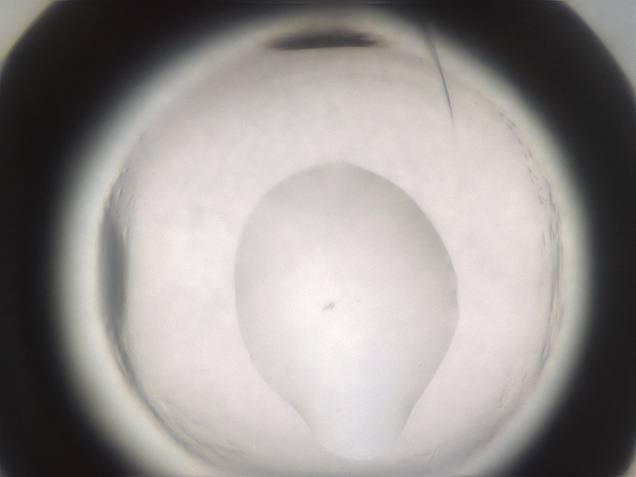 folderID596_plateID2596_batchID13191_wellNum48_profileID1_d3_r206937_ef.jpg