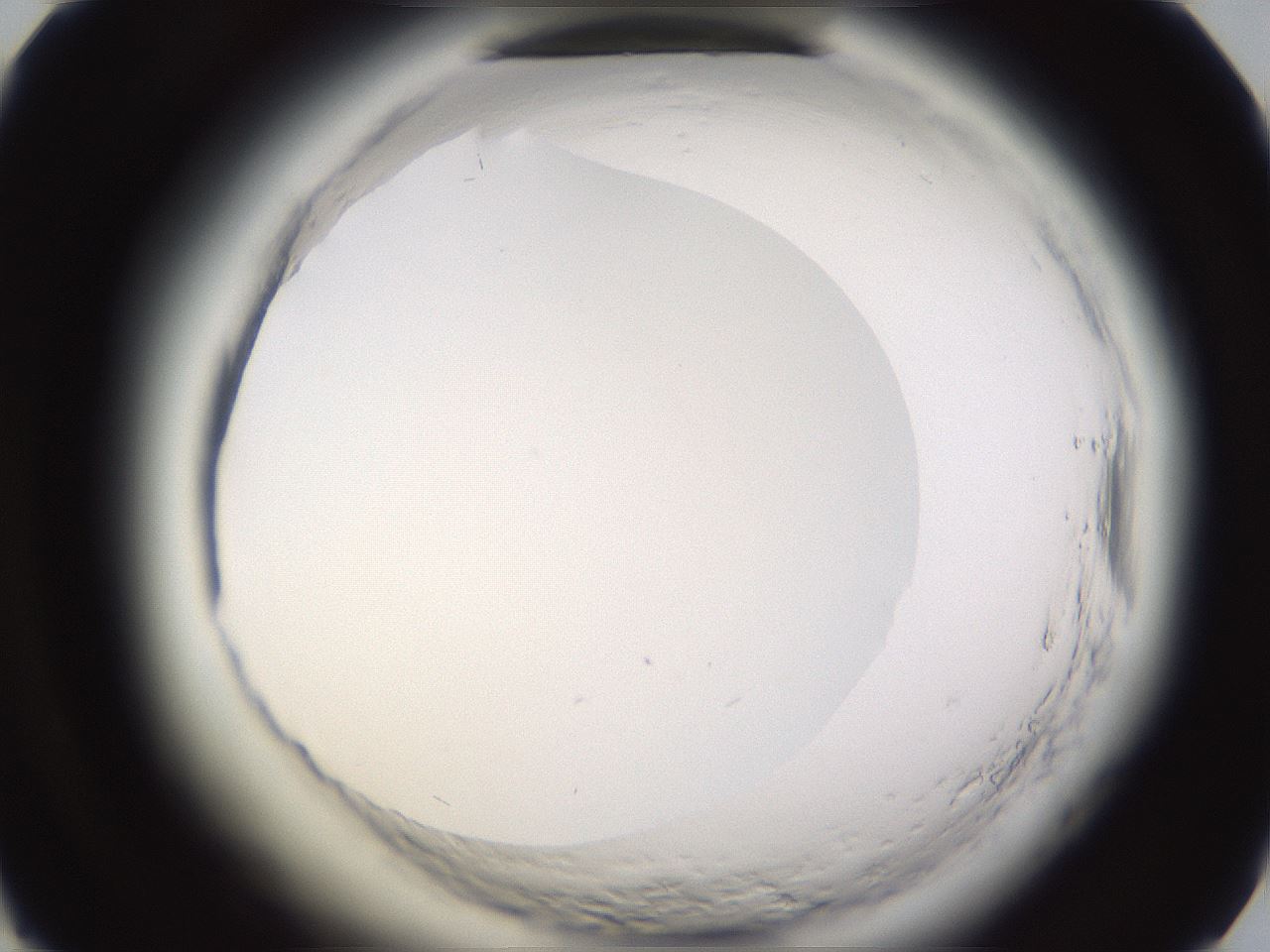 folderID596_plateID2596_batchID13191_wellNum49_profileID1_d1_r206938_ef.jpg