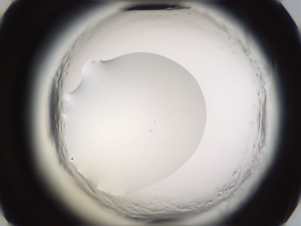 folderID596_plateID2596_batchID13191_wellNum49_profileID1_d2_r206939_ef.jpg