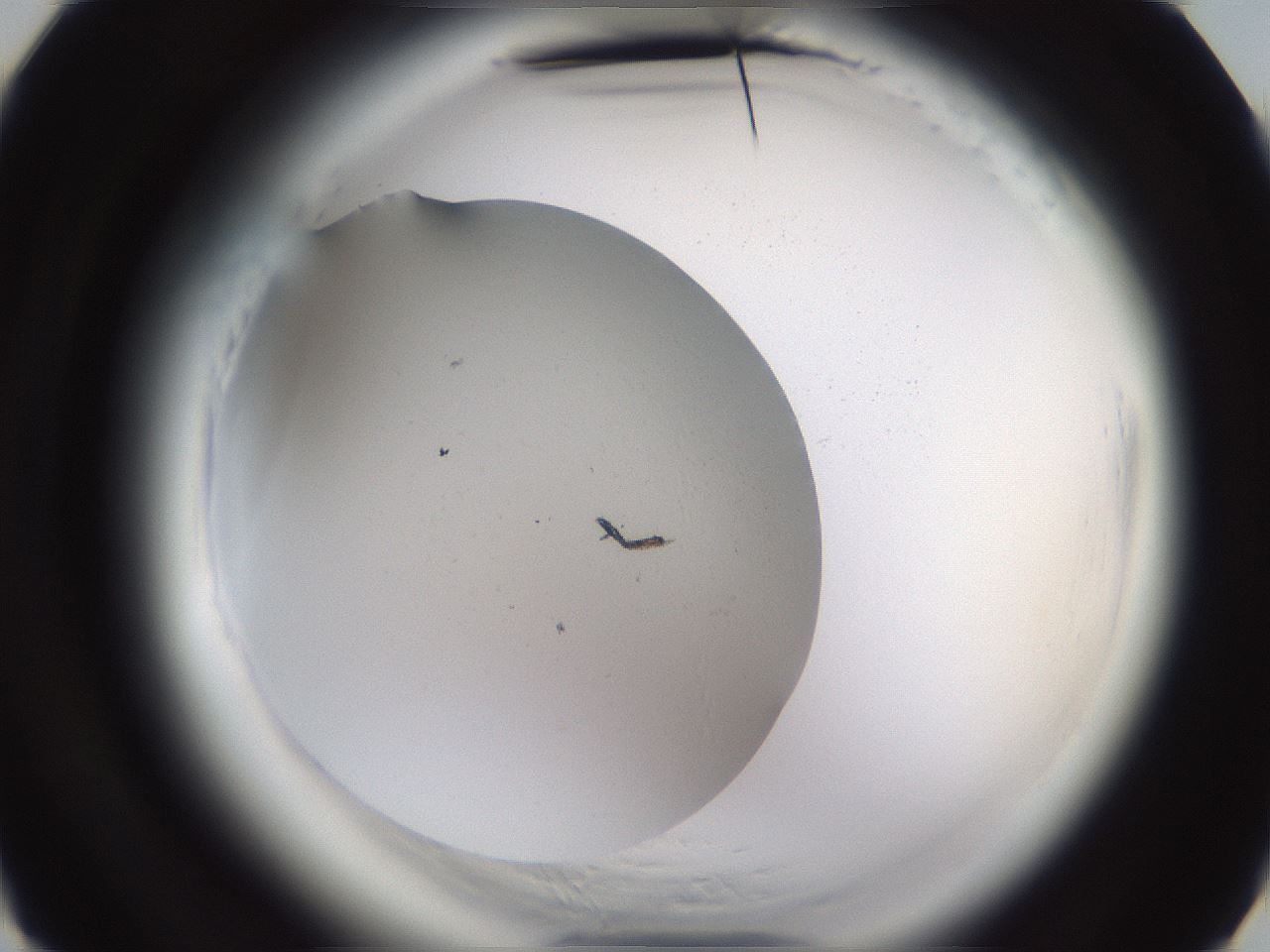 folderID596_plateID2596_batchID13191_wellNum4_profileID1_d3_r206805_ef.jpg