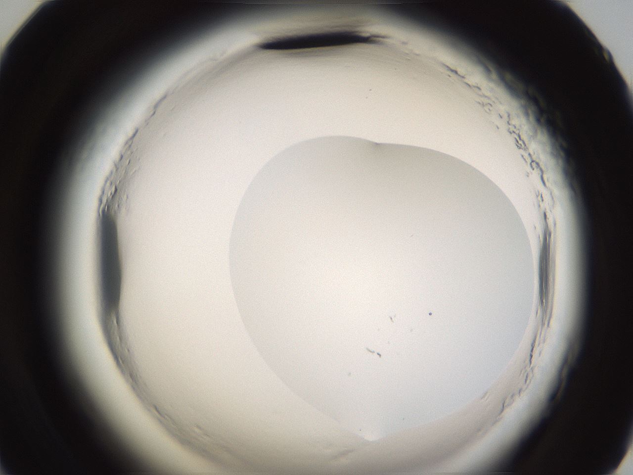 folderID596_plateID2596_batchID13191_wellNum59_profileID1_d2_r206969_ef.jpg