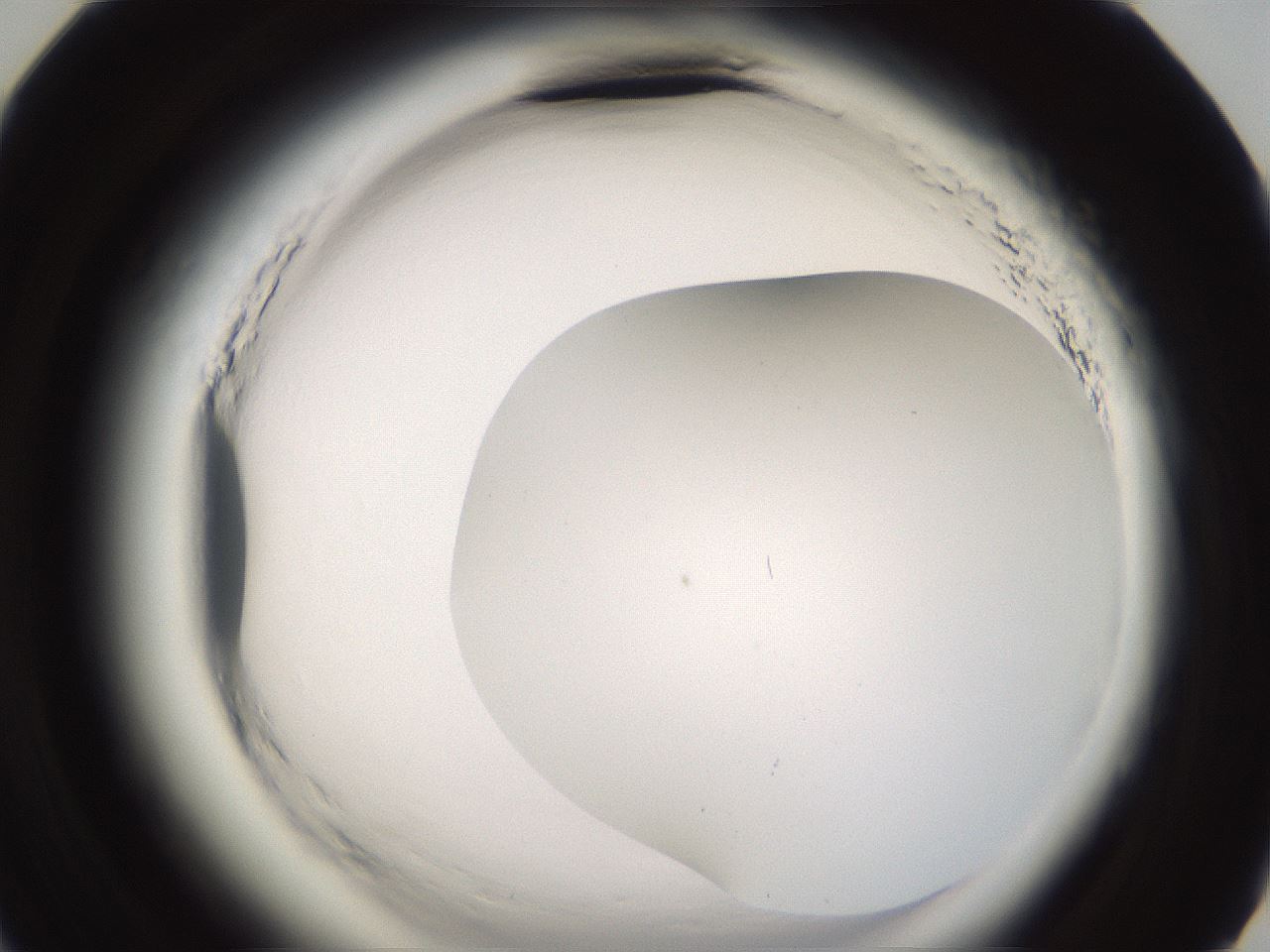 folderID596_plateID2596_batchID13191_wellNum59_profileID1_d3_r206970_ef.jpg