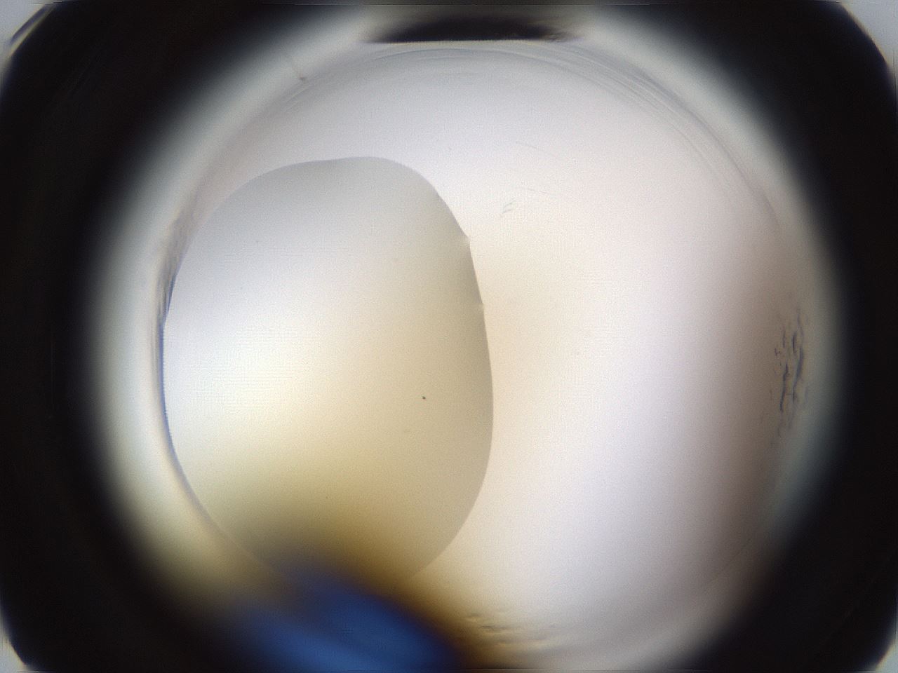 folderID596_plateID2596_batchID13191_wellNum5_profileID1_d1_r206806_ef.jpg