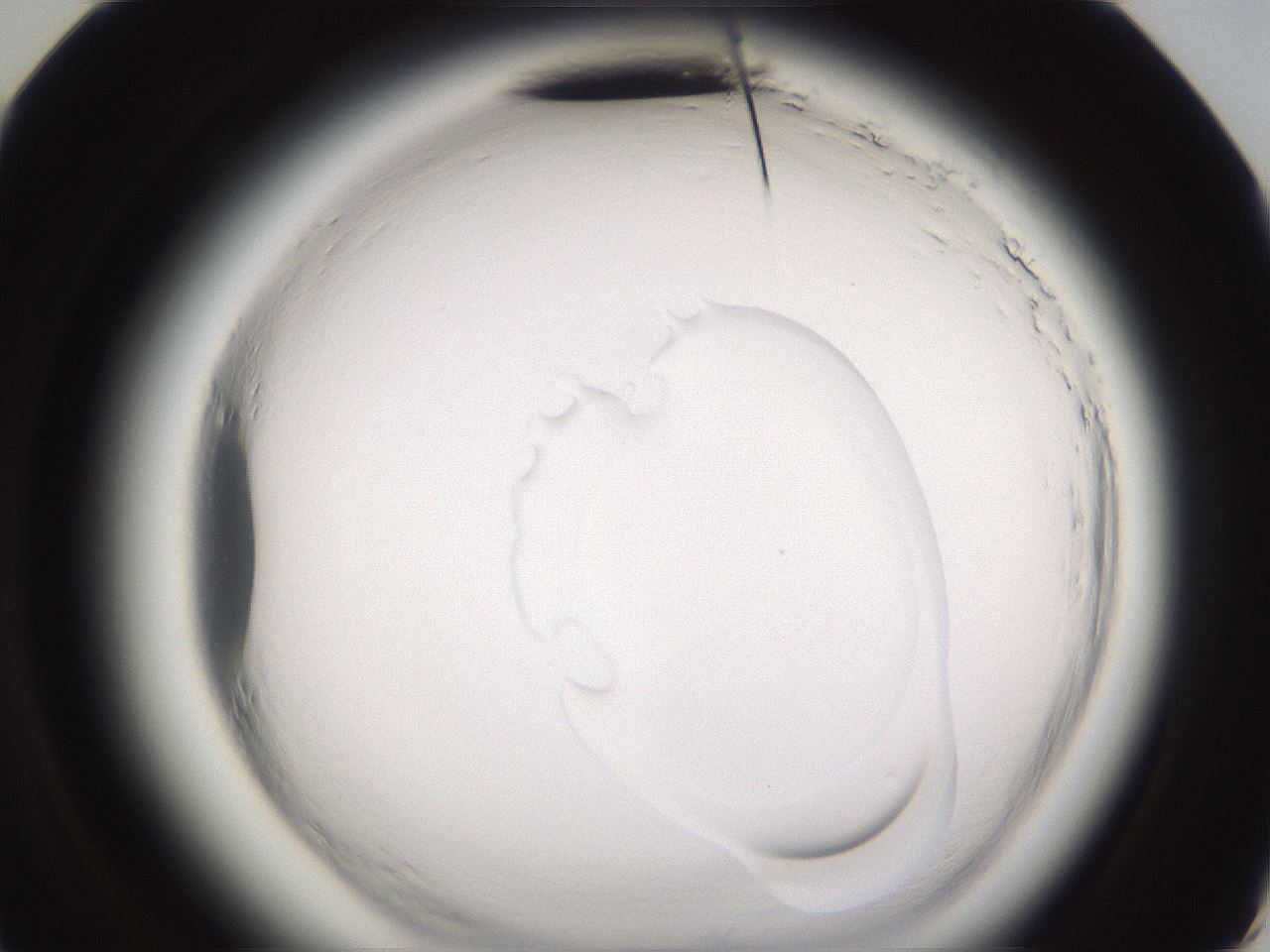 folderID596_plateID2596_batchID13191_wellNum60_profileID1_d3_r206973_ef.jpg
