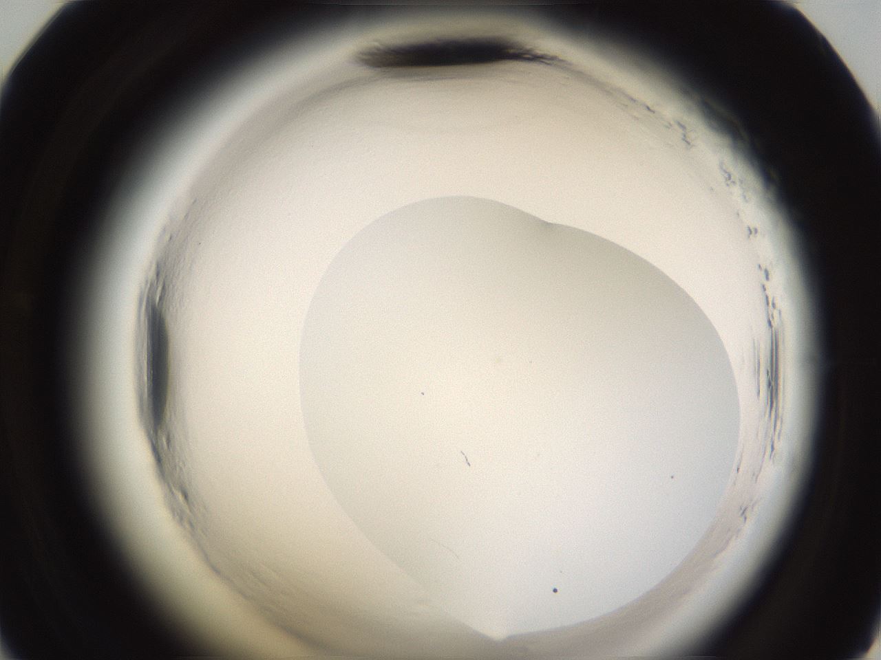 folderID596_plateID2596_batchID13191_wellNum47_profileID1_d2_r206933_ef.jpg