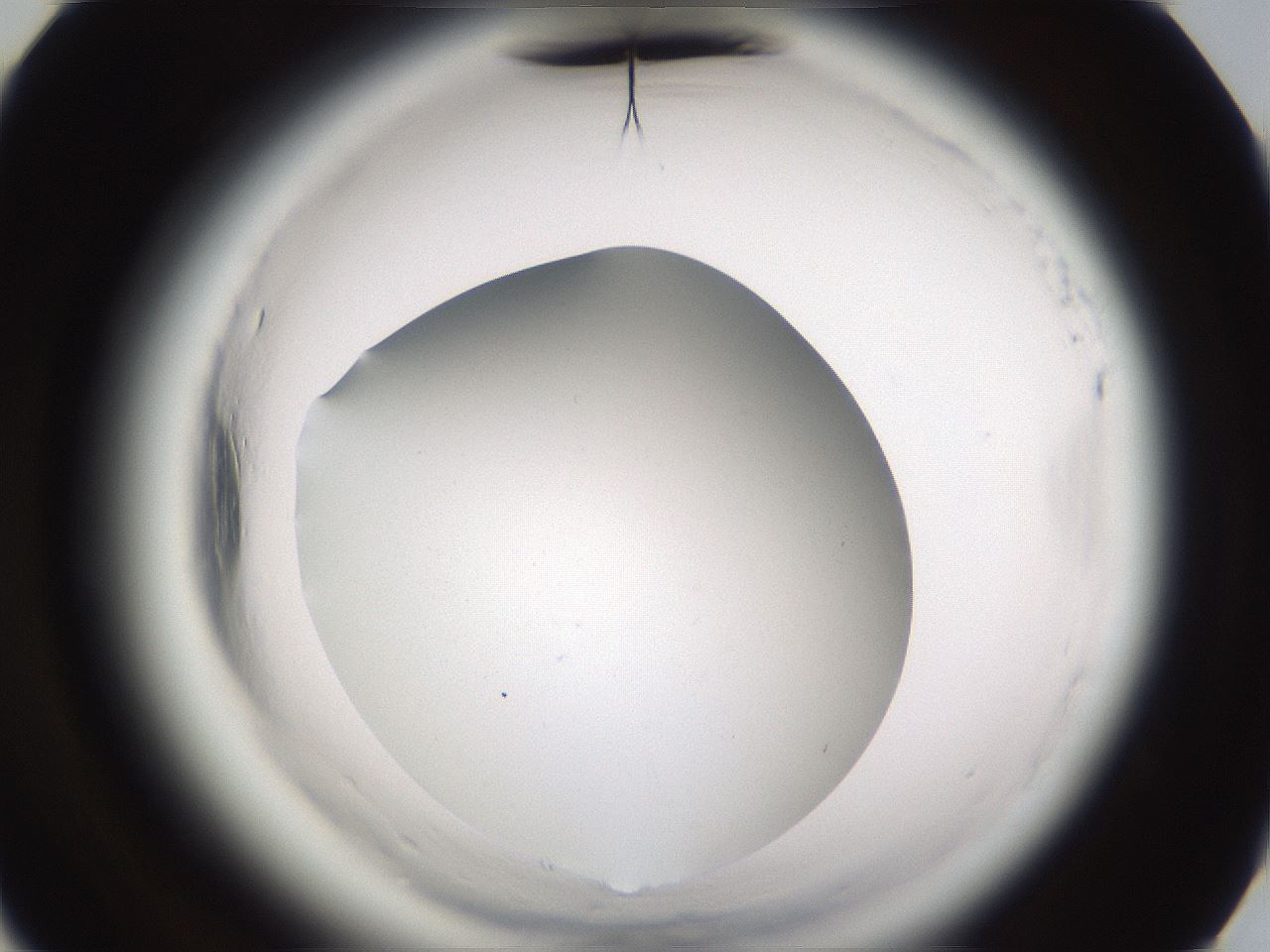 folderID596_plateID2596_batchID13191_wellNum65_profileID1_d3_r206988_ef.jpg