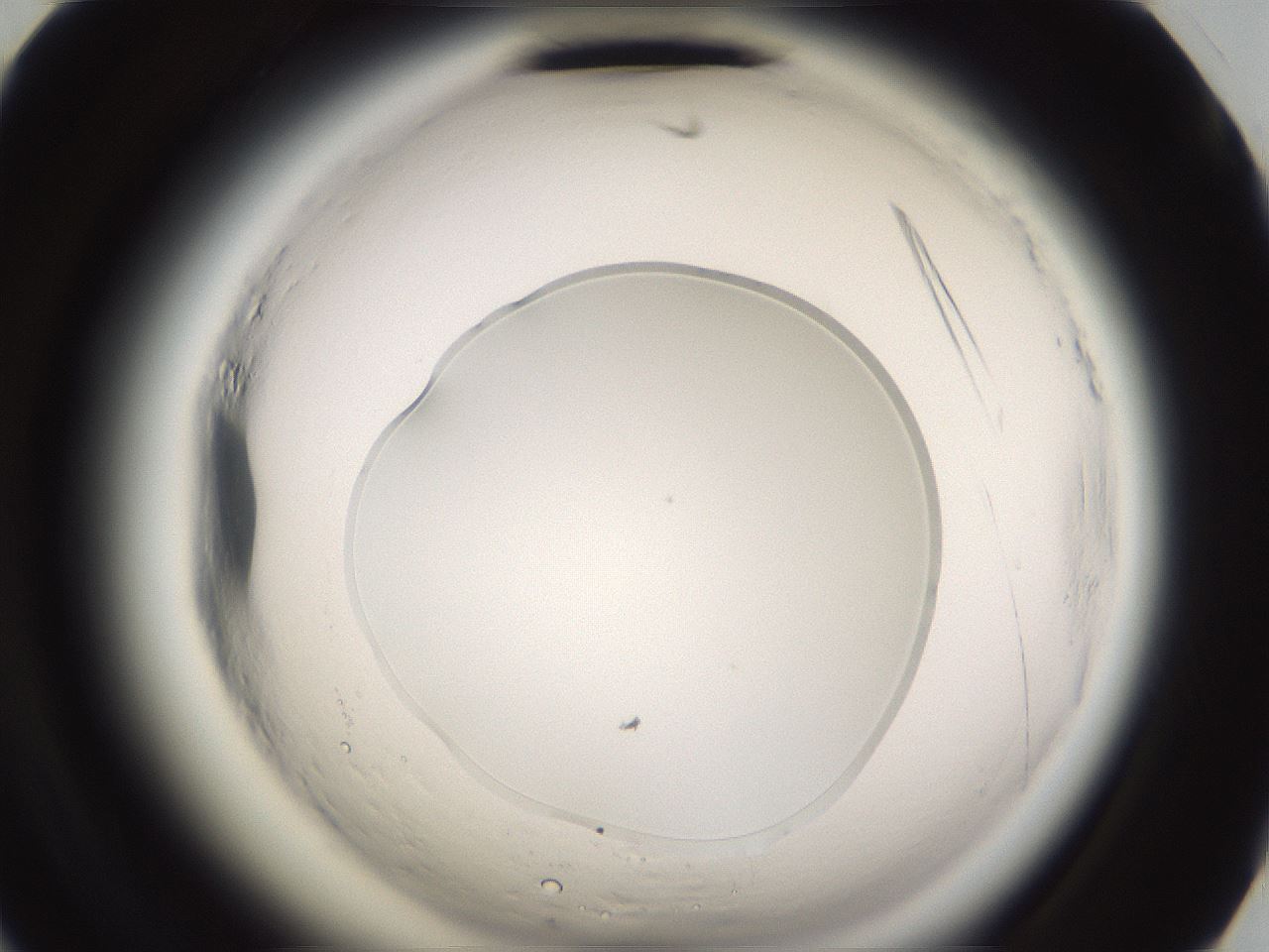 folderID596_plateID2596_batchID13191_wellNum68_profileID1_d2_r206996_ef.jpg