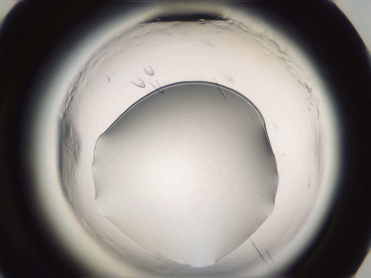 folderID596_plateID2596_batchID13191_wellNum68_profileID1_d3_r206997_ef.jpg