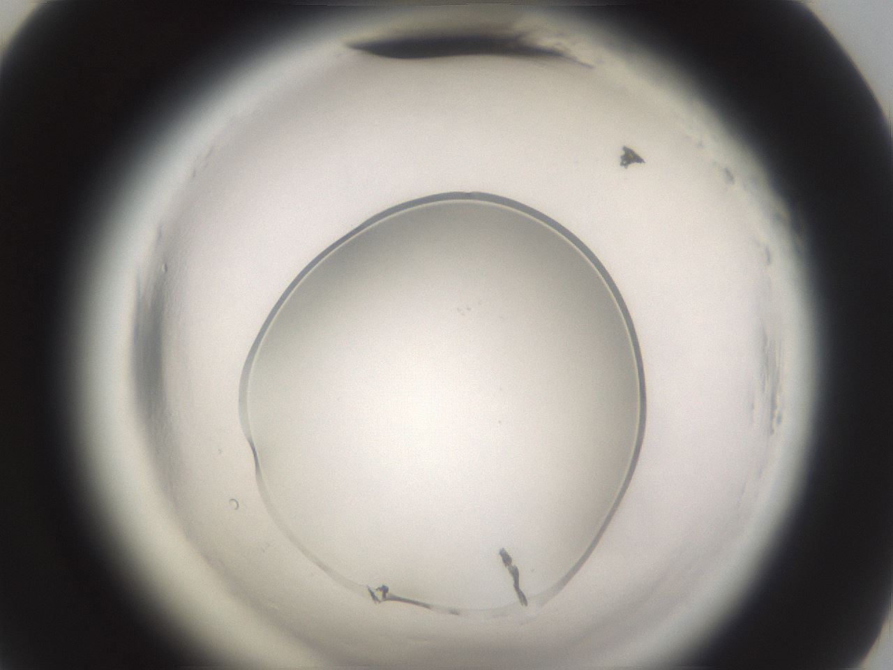 folderID596_plateID2596_batchID13191_wellNum69_profileID1_d2_r206999_ef.jpg