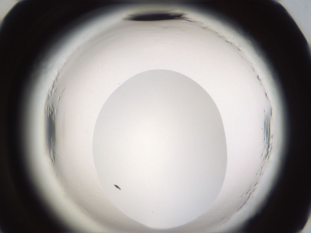 folderID596_plateID2596_batchID13191_wellNum70_profileID1_d2_r207002_ef.jpg