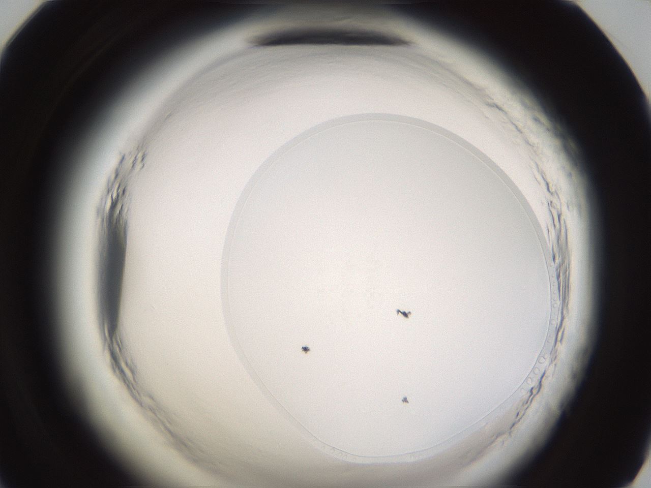 folderID596_plateID2596_batchID13191_wellNum71_profileID1_d1_r207004_ef.jpg