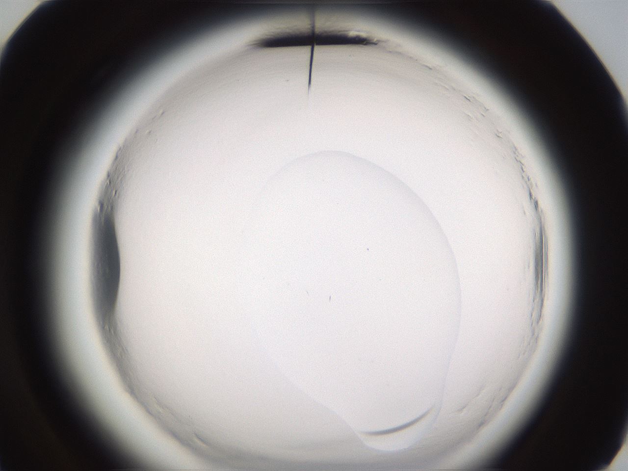 folderID596_plateID2596_batchID13191_wellNum72_profileID1_d3_r207009_ef.jpg