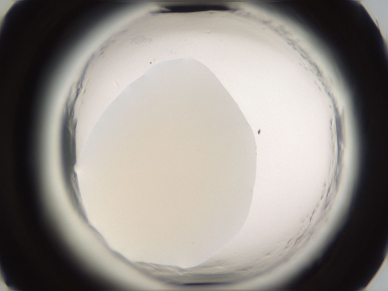folderID596_plateID2596_batchID13191_wellNum73_profileID1_d2_r207011_ef.jpg