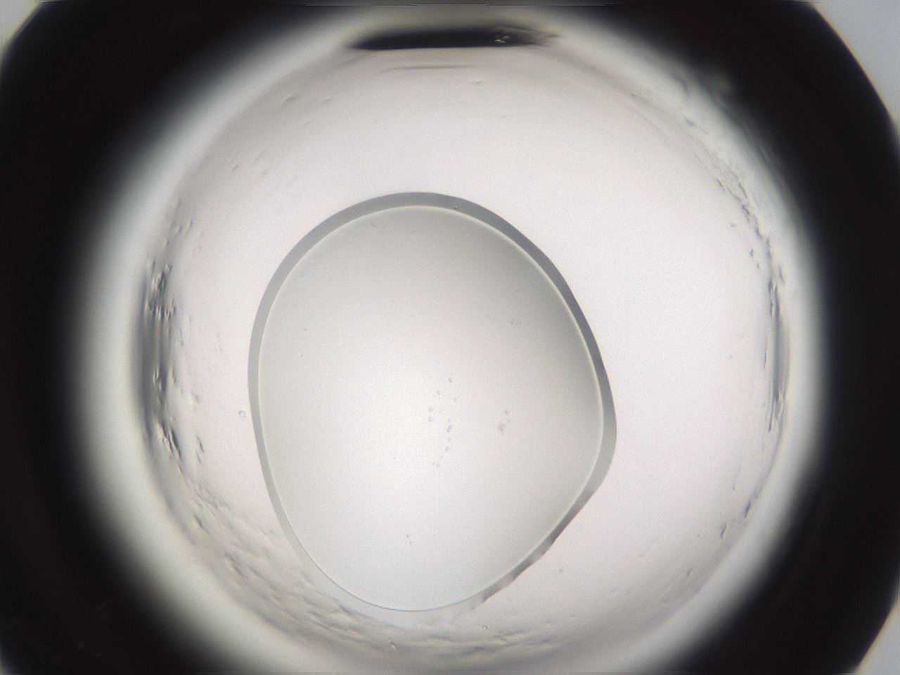 folderID596_plateID2596_batchID13191_wellNum79_profileID1_d2_r207029_ef.jpg