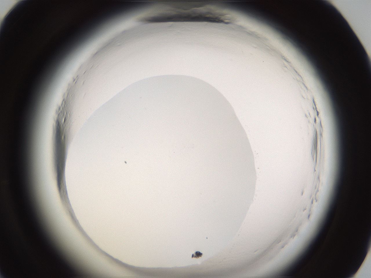 folderID596_plateID2596_batchID13191_wellNum81_profileID1_d1_r207034_ef.jpg