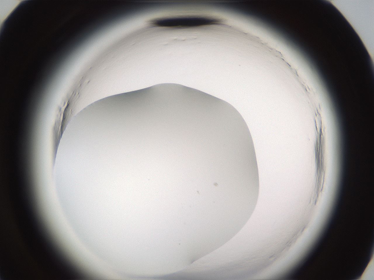 folderID596_plateID2596_batchID13191_wellNum82_profileID1_d3_r207039_ef.jpg