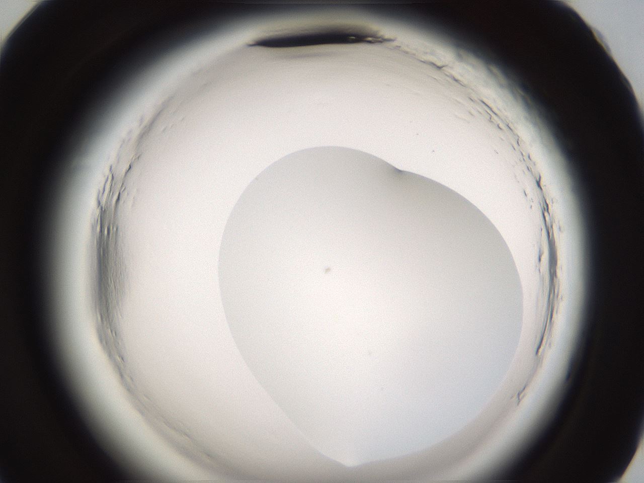 folderID596_plateID2596_batchID13191_wellNum83_profileID1_d2_r207041_ef.jpg