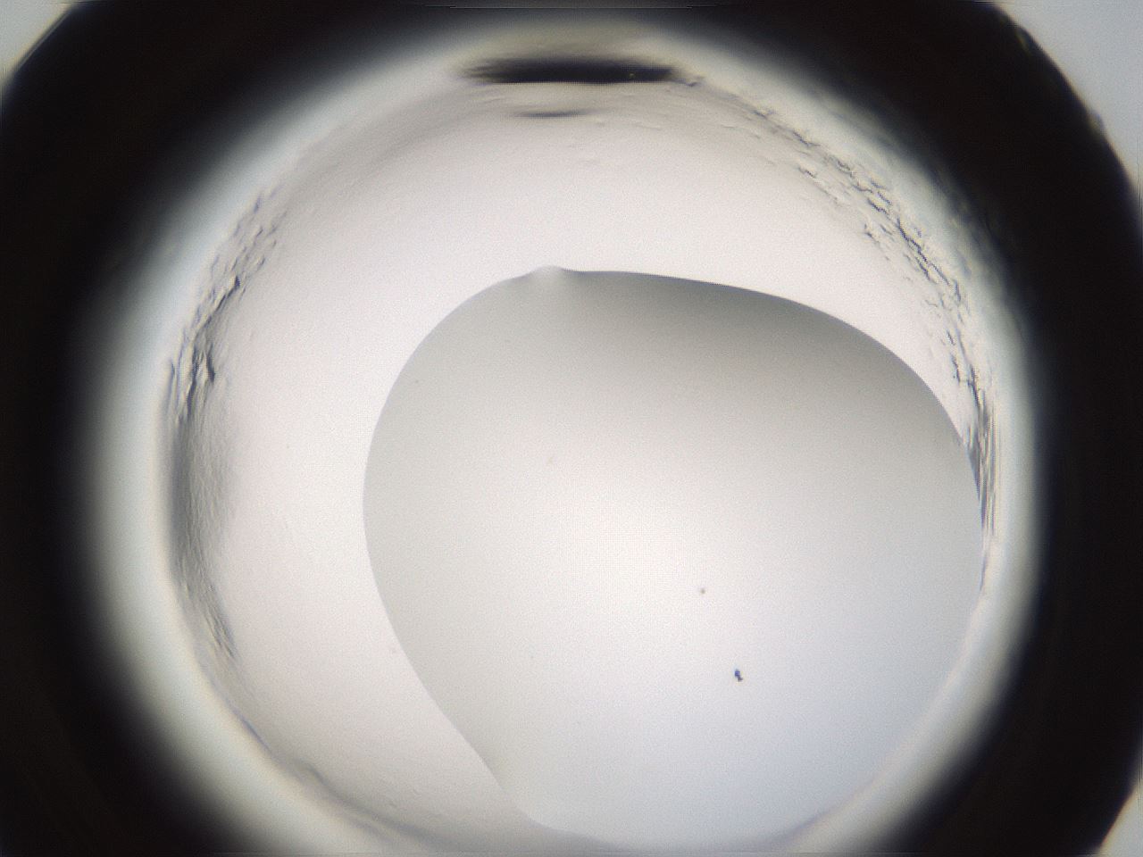 folderID596_plateID2596_batchID13191_wellNum83_profileID1_d3_r207042_ef.jpg