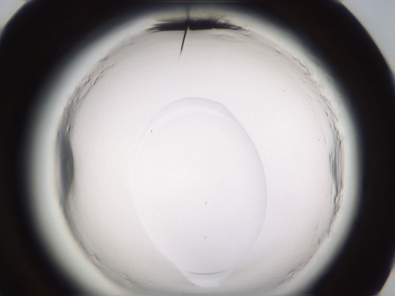 folderID596_plateID2596_batchID13191_wellNum84_profileID1_d3_r207045_ef.jpg