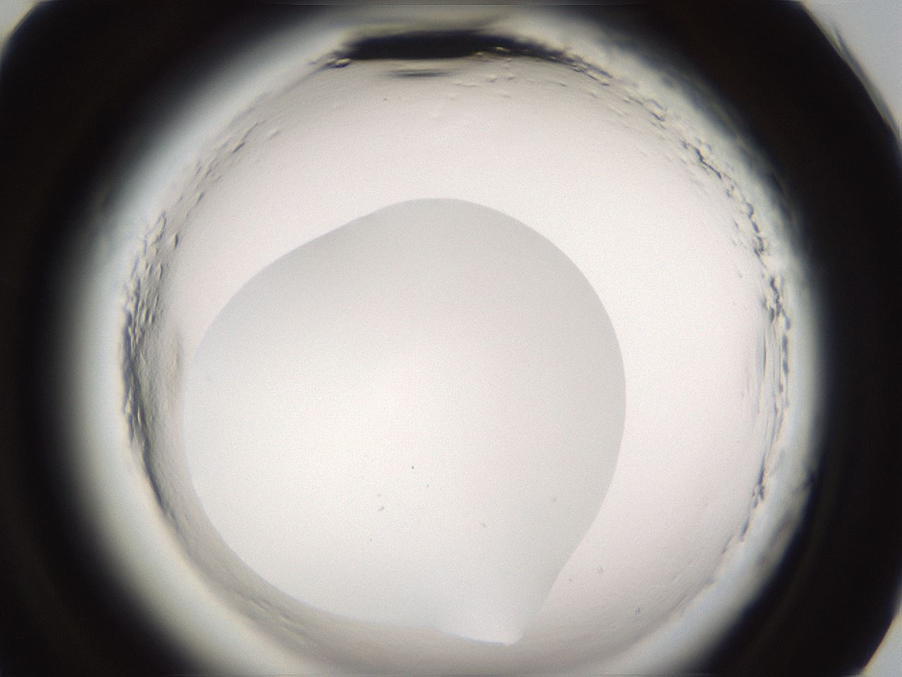folderID596_plateID2596_batchID13191_wellNum93_profileID1_d2_r207071_ef.jpg