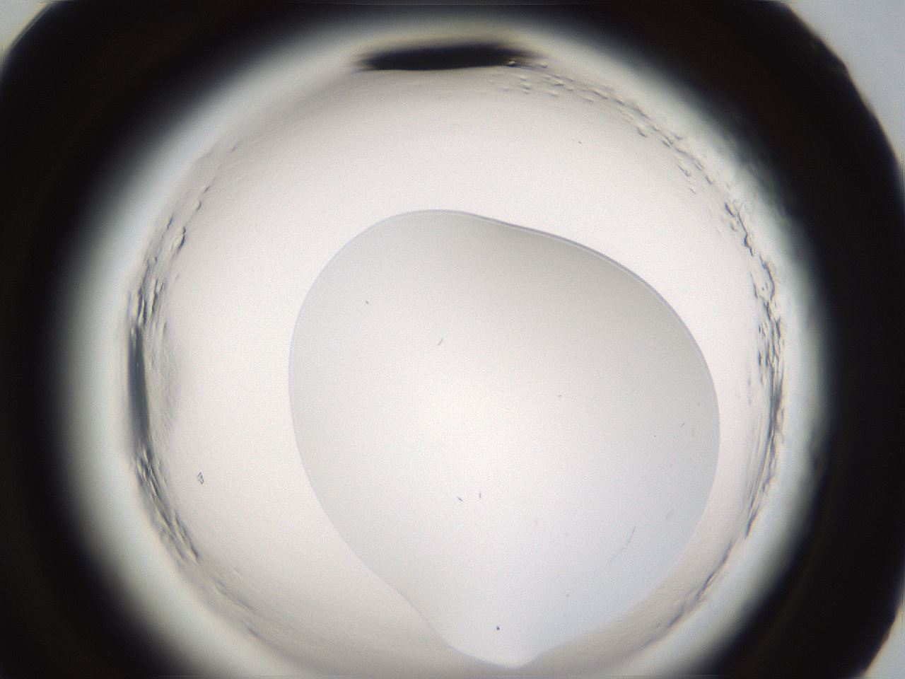 folderID596_plateID2596_batchID13191_wellNum95_profileID1_d2_r207077_ef.jpg