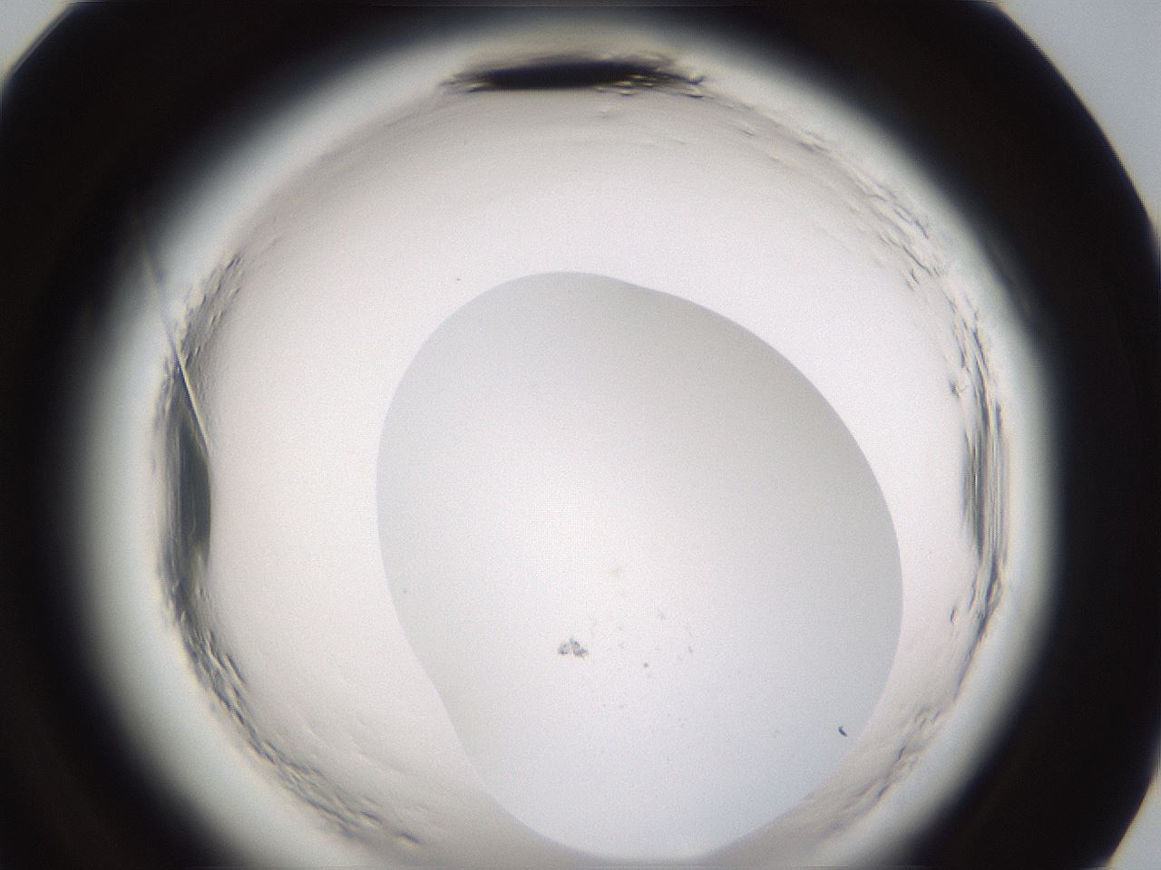 folderID596_plateID2596_batchID13191_wellNum96_profileID1_d2_r207080_ef.jpg