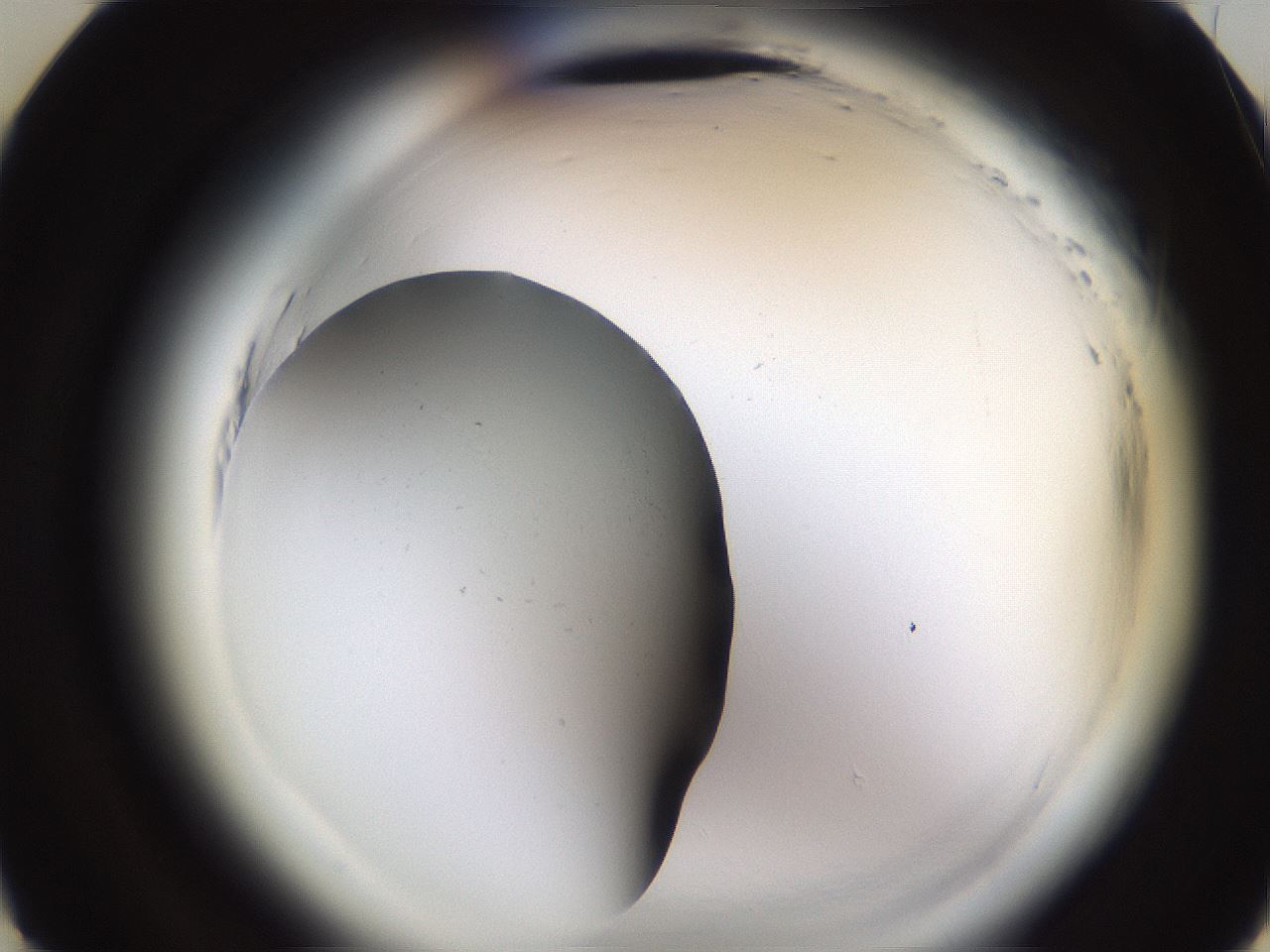 folderID596_plateID2596_batchID13191_wellNum9_profileID1_d3_r206820_ef.jpg