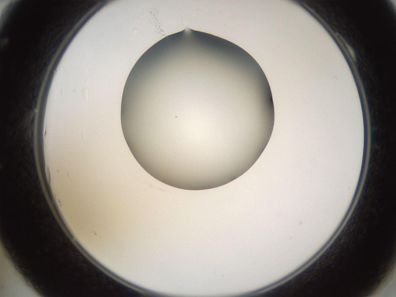 folderID597_plateID1597_batchID6720_wellNum10_profileID1_d2_r104455_ef.jpg