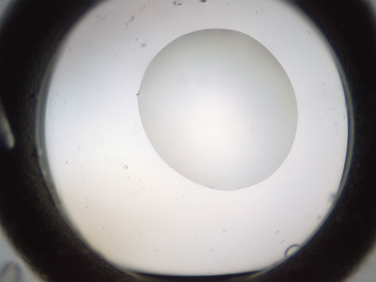 folderID597_plateID1597_batchID6720_wellNum11_profileID1_d1_r104456_ef.jpg