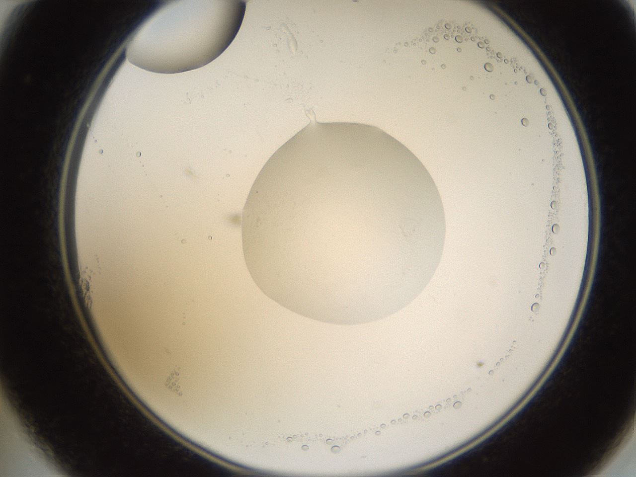 folderID597_plateID1597_batchID6720_wellNum11_profileID1_d2_r104457_ef.jpg
