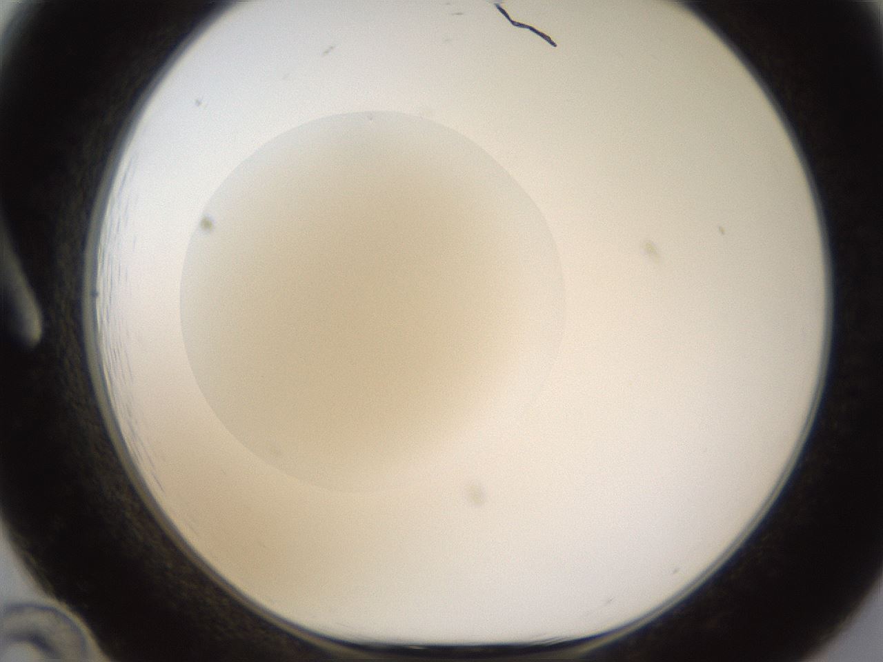 folderID597_plateID1597_batchID6720_wellNum12_profileID1_d1_r104458_ef.jpg
