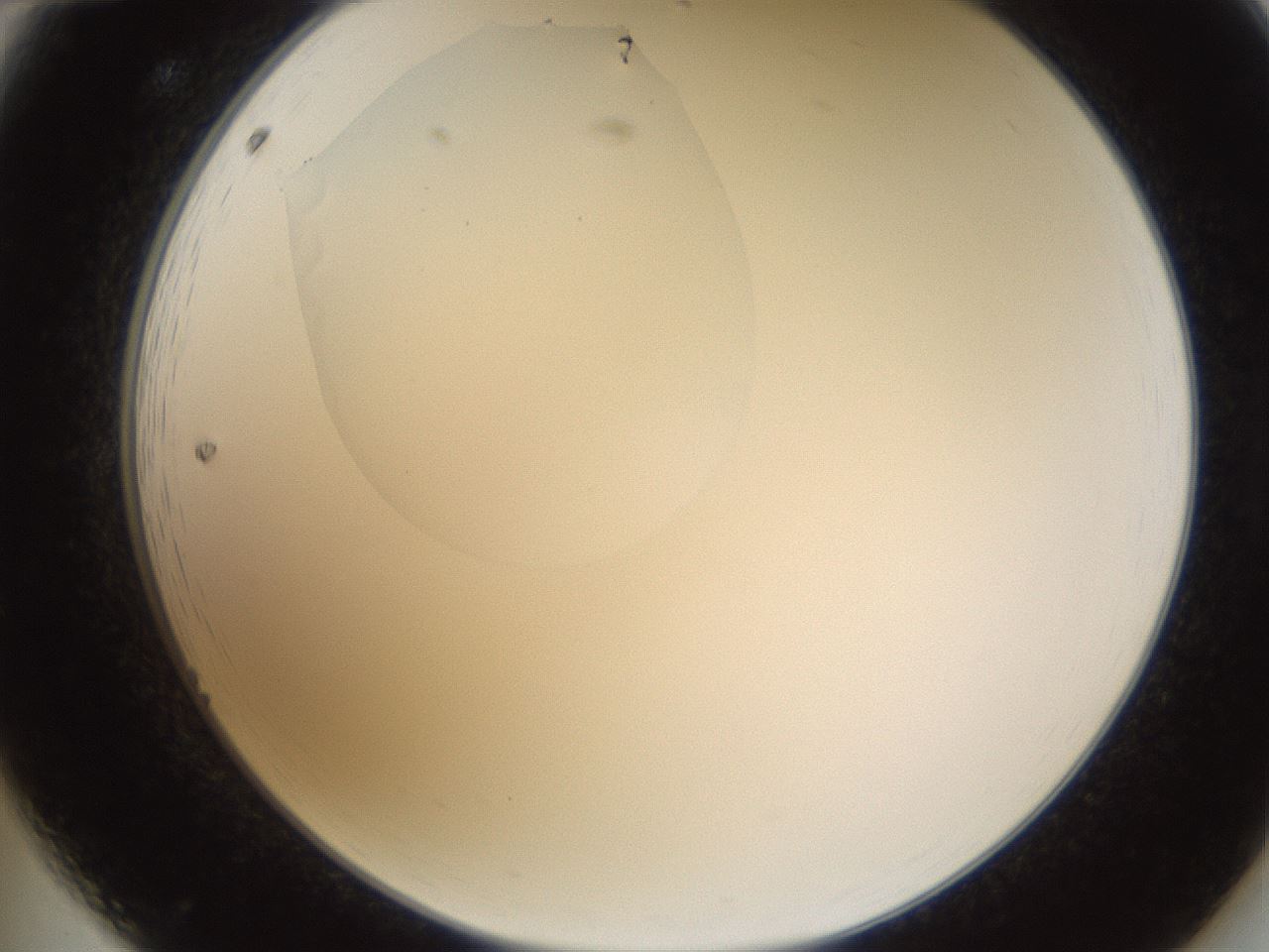 folderID597_plateID1597_batchID6720_wellNum12_profileID1_d2_r104459_ef.jpg
