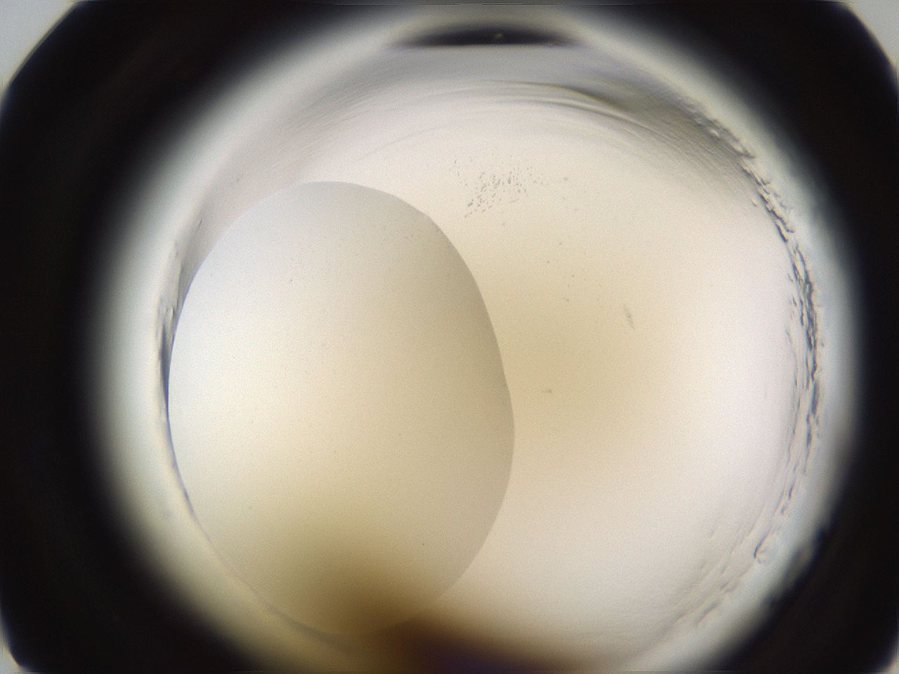 folderID596_plateID2596_batchID13191_wellNum9_profileID1_d1_r206818_ef.jpg